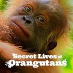 Orangutanların Gizli Yaşamı 2024 izle